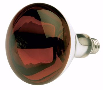 Picture of SATCO S4884 250R40/HR/TF SHATTER PROOF RED Incandescent Light Bulb
